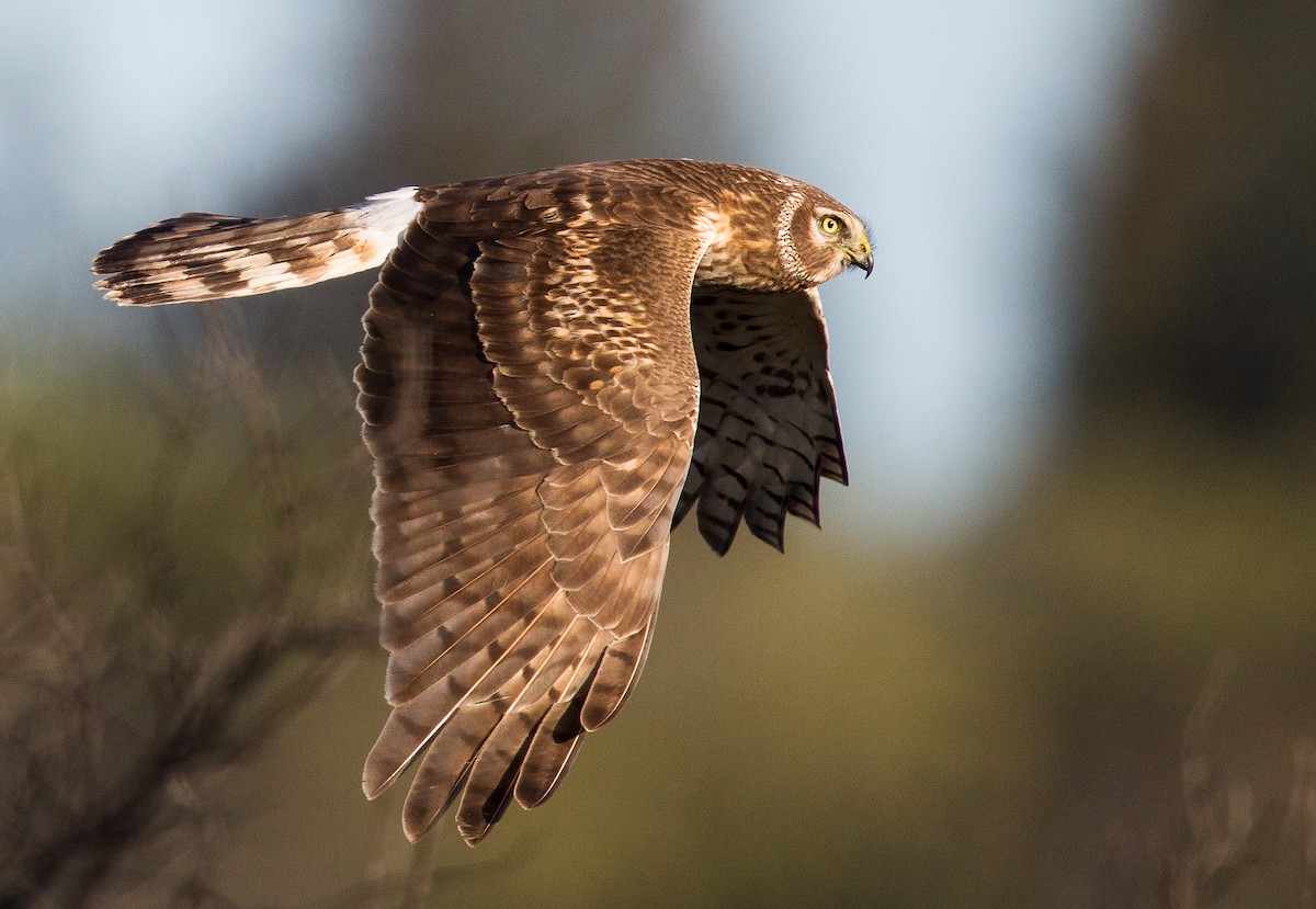 Northern Harrier - Caroline Lambert