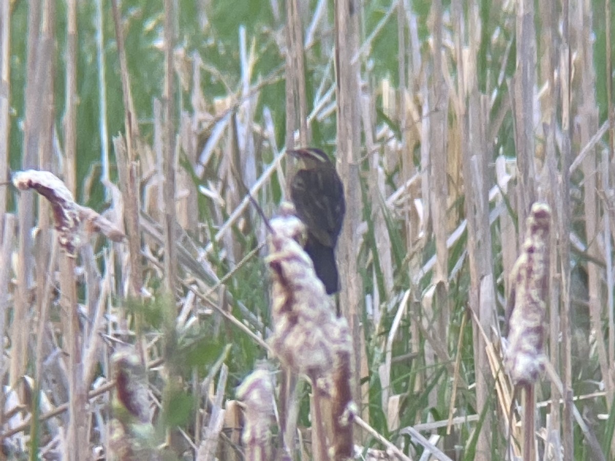 Red-winged Blackbird - ML370920621