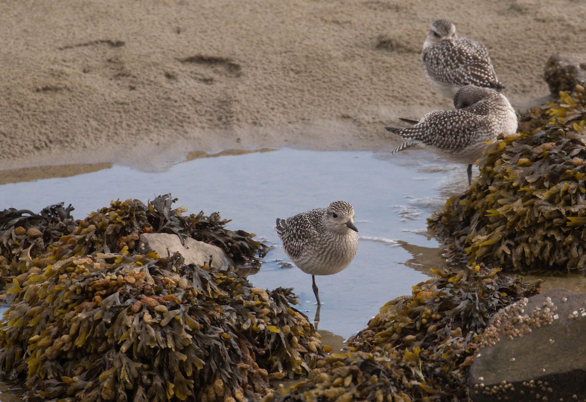 Black-bellied Plover - ML370921471