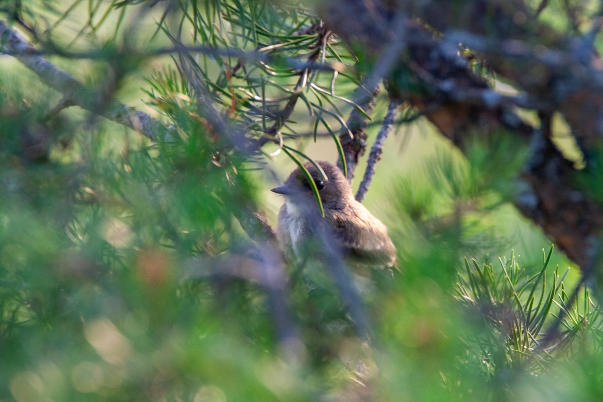 Eastern Phoebe - ML370922341