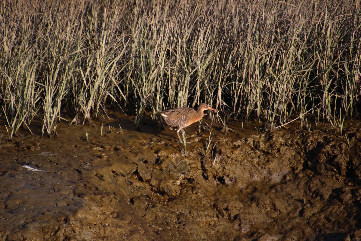 Ridgway's Rail (San Francisco Bay) - ML370922801
