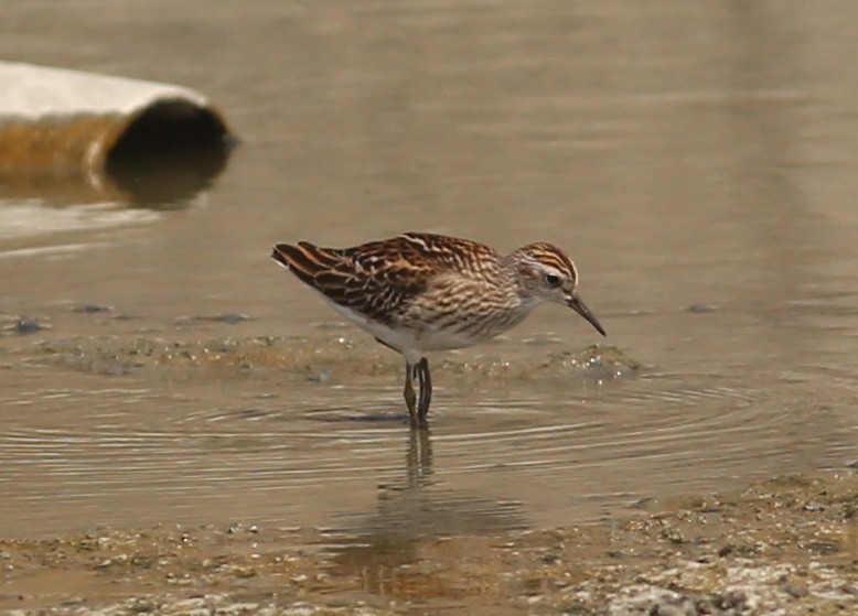 Sharp-tailed Sandpiper - ML370923621