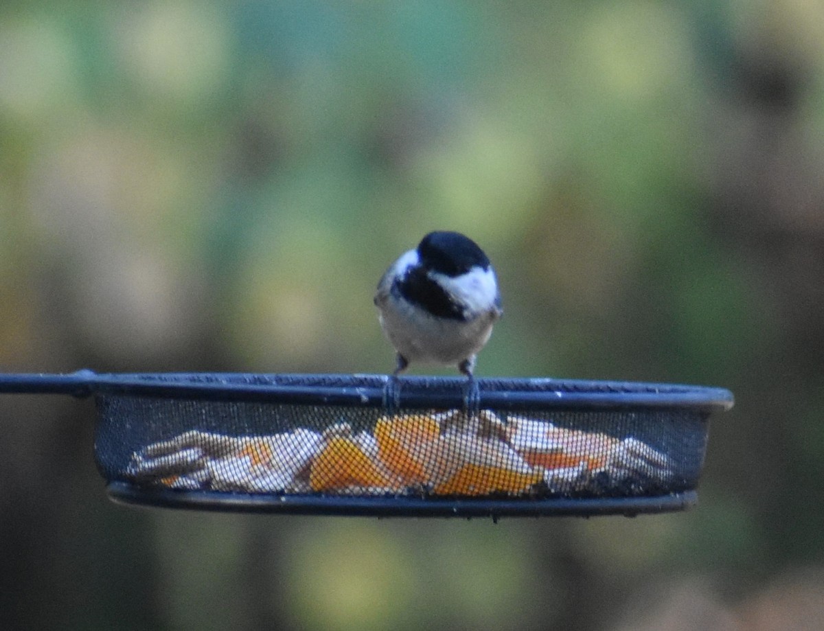 Black-capped Chickadee - ML370923981