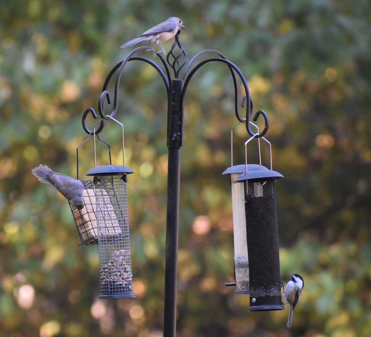 Black-capped Chickadee - Luis Munoz