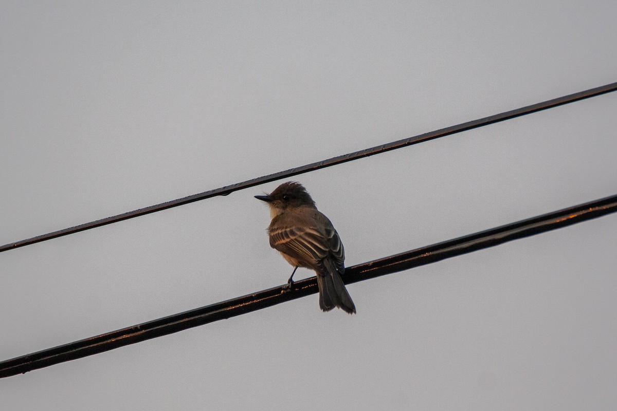 Eastern Phoebe - ML370925391