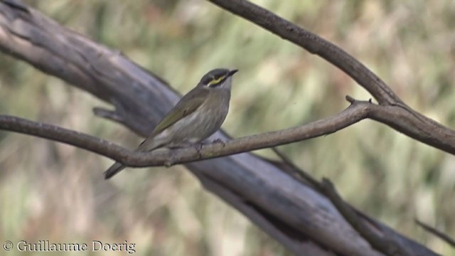 Yellow-faced Honeyeater - ML370927381