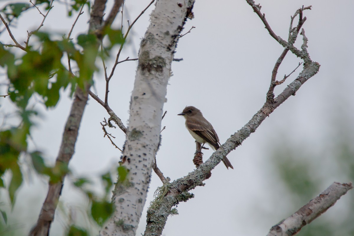 Eastern Phoebe - ML370927971