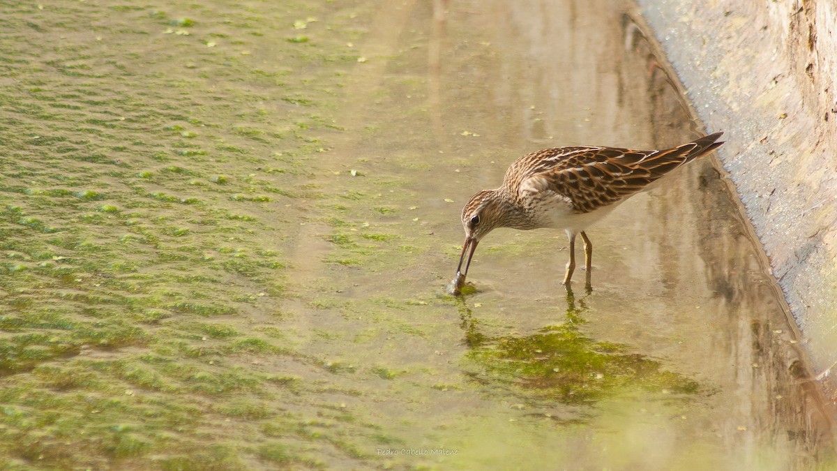 Pectoral Sandpiper - ML370930111