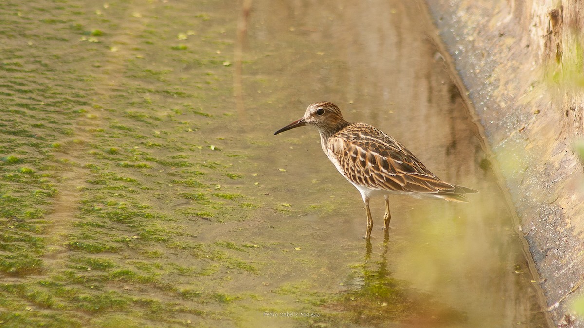 Pectoral Sandpiper - Pedro Cabello Maleno