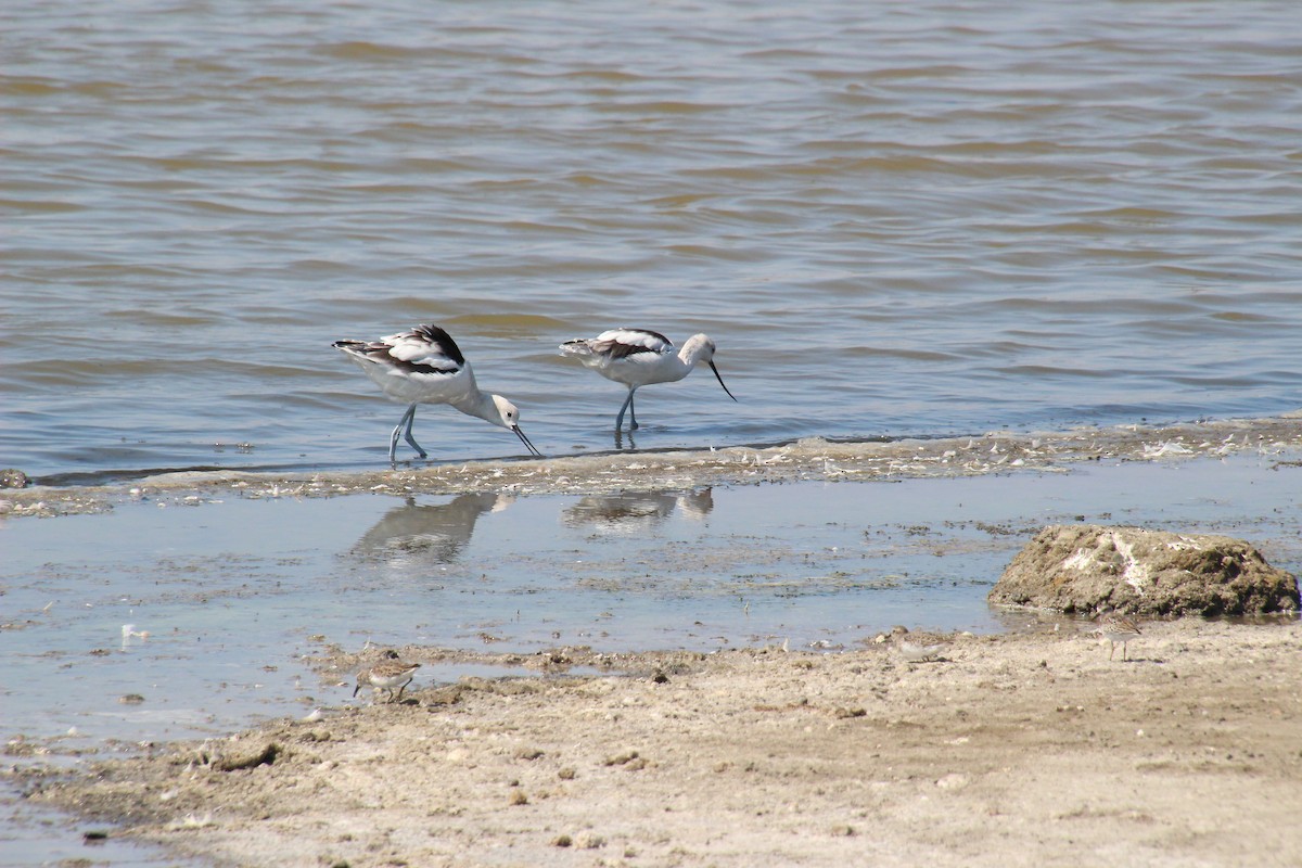 American Avocet - ML370930441
