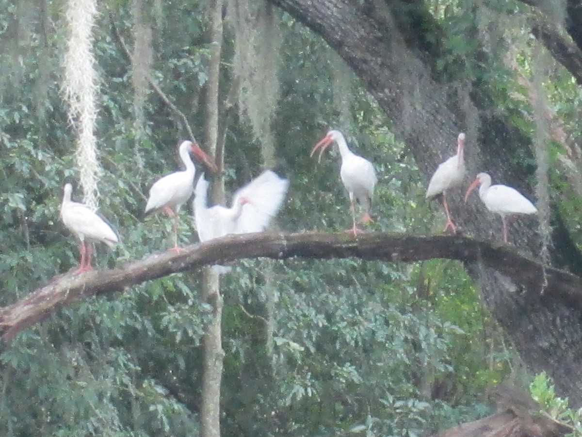 White Ibis - ML370932161