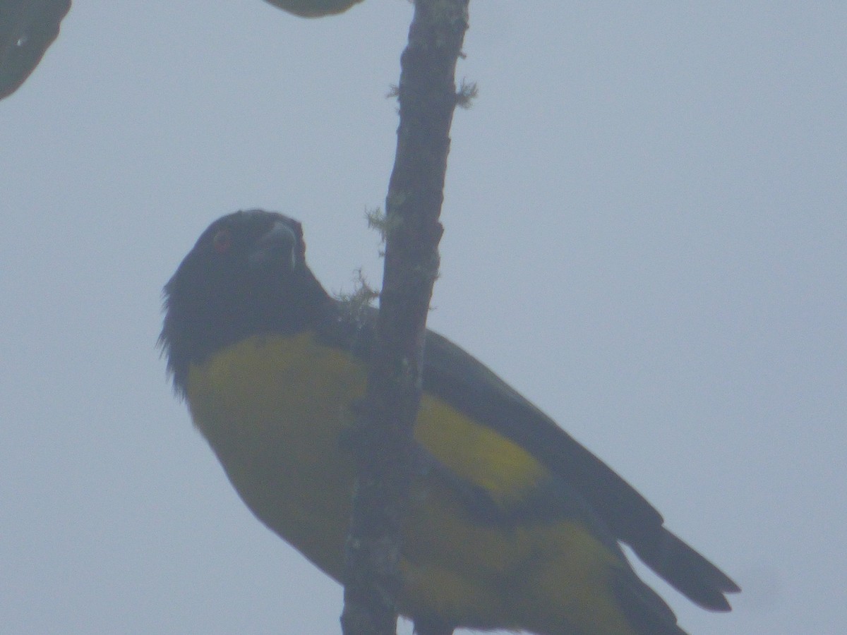 Hooded Mountain Tanager - Liliana Peña