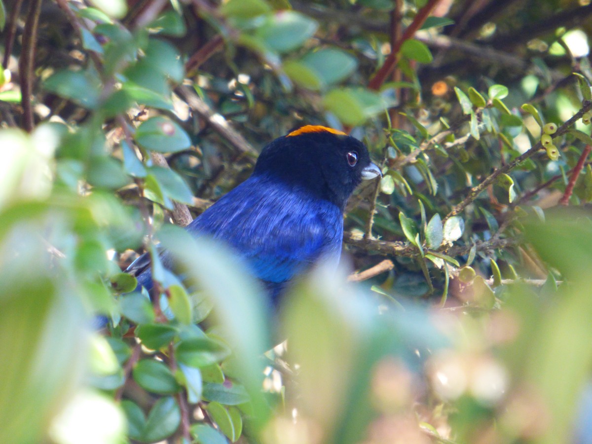 Golden-crowned Tanager - Liliana Peña