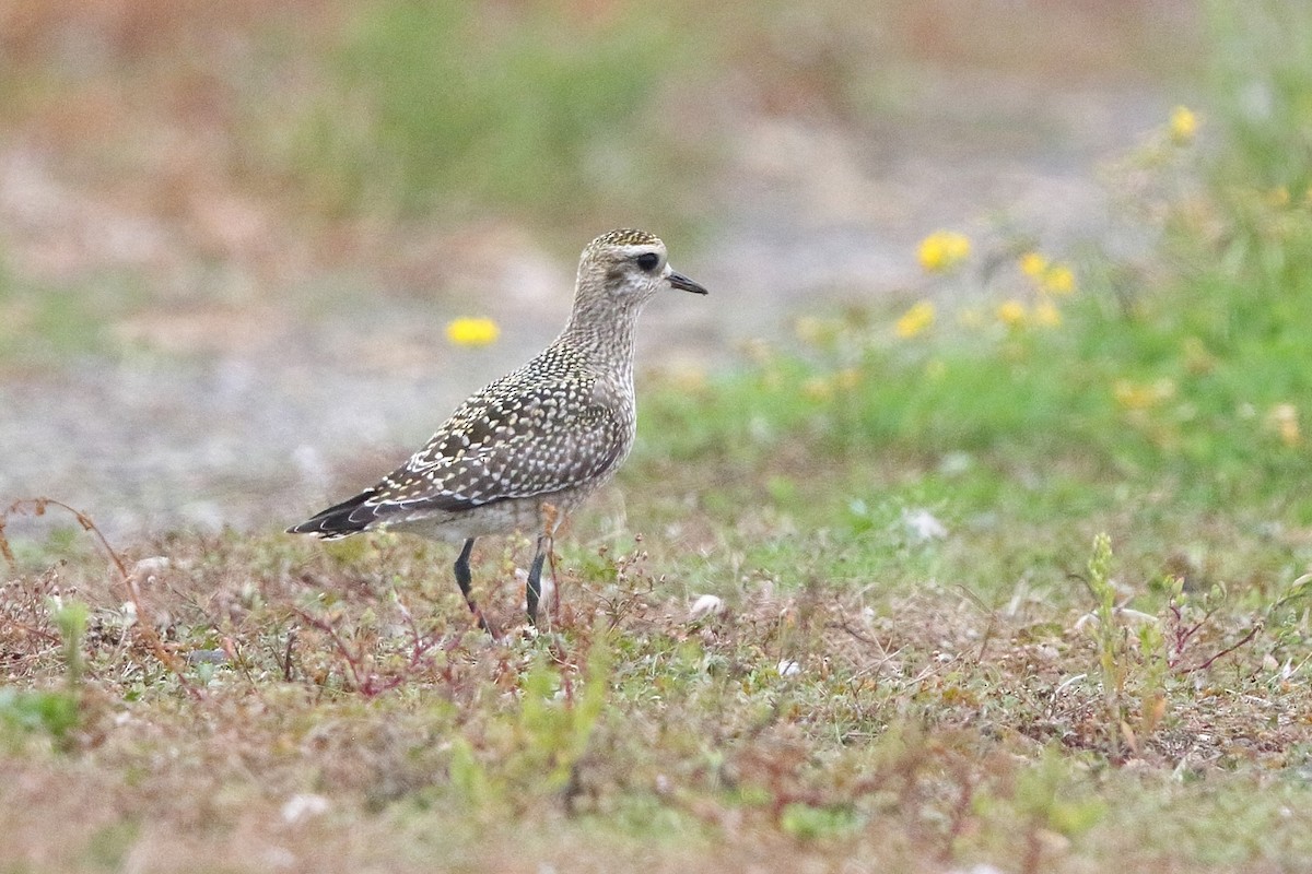 American Golden-Plover - ML370932641