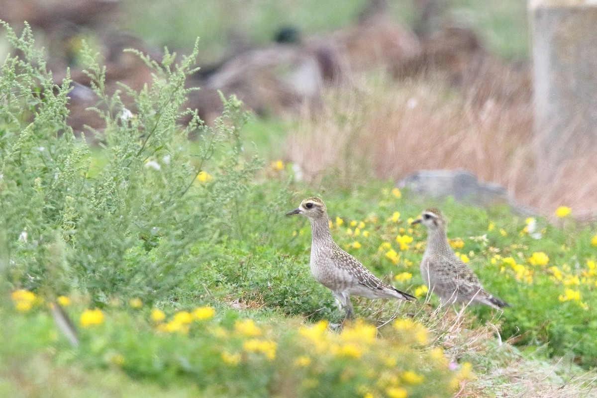 American Golden-Plover - Sam Zhang