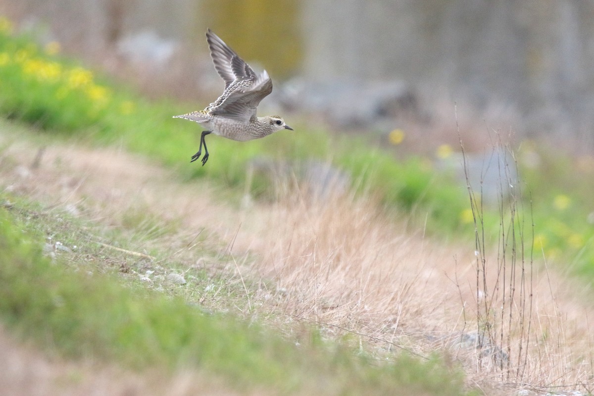 American Golden-Plover - Sam Zhang