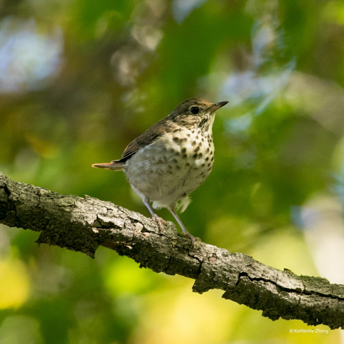 Hermit Thrush - ML370933811