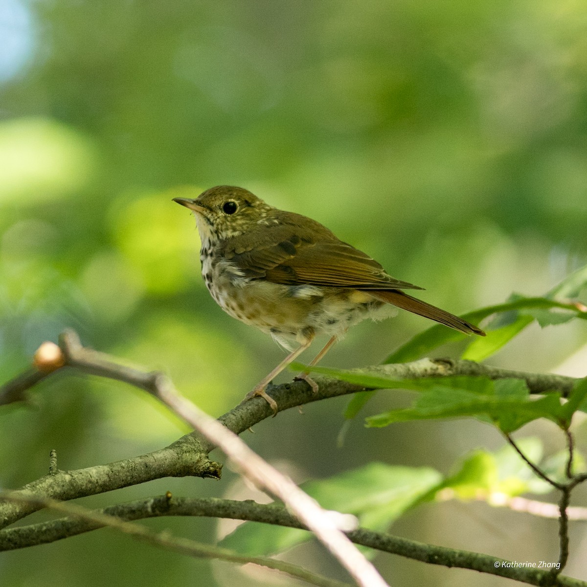 Hermit Thrush - Katherine Zhang