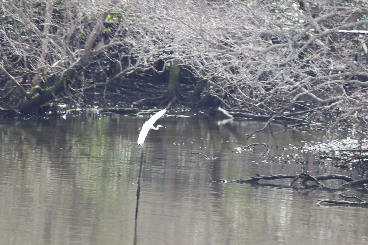 Little Egret - ML370934441