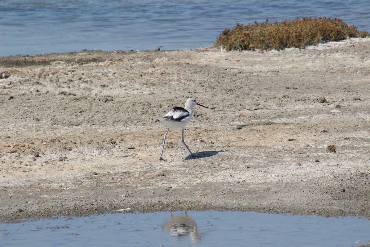 American Avocet - ML370934661