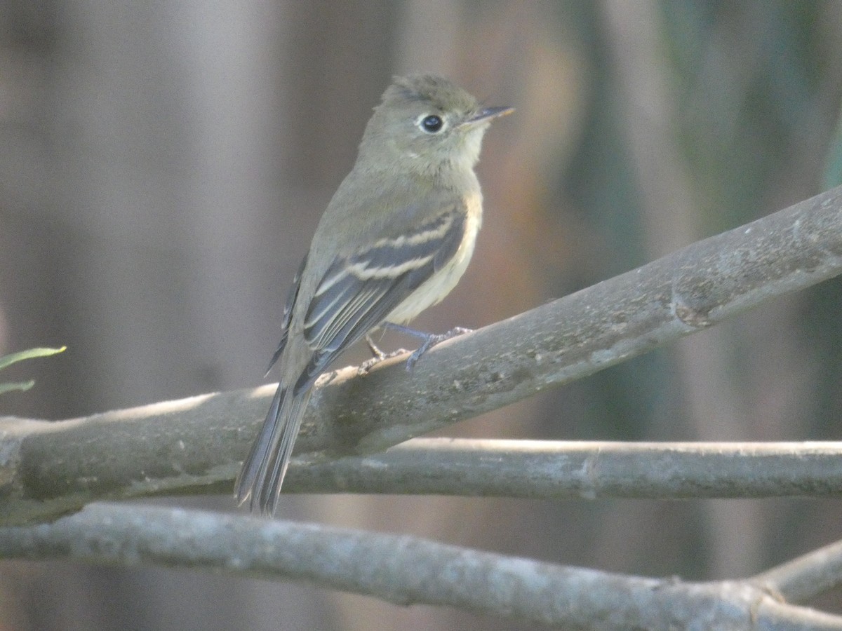 Empidonax sp. - Ryan Seppala