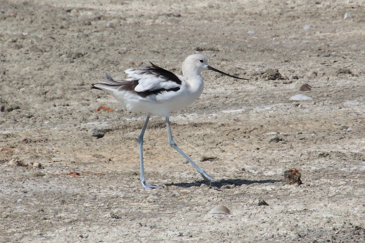 American Avocet - ML370935921