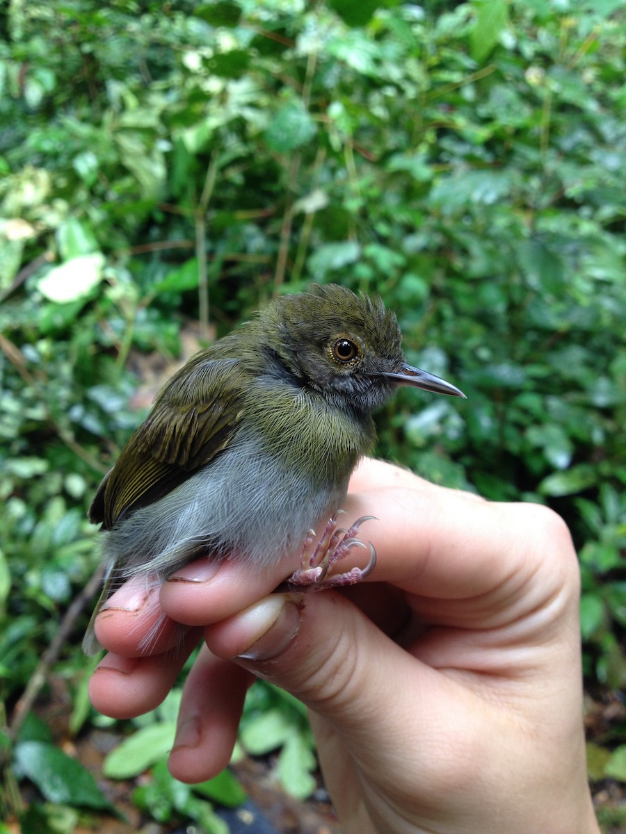 Olive-green Camaroptera - ML37093621