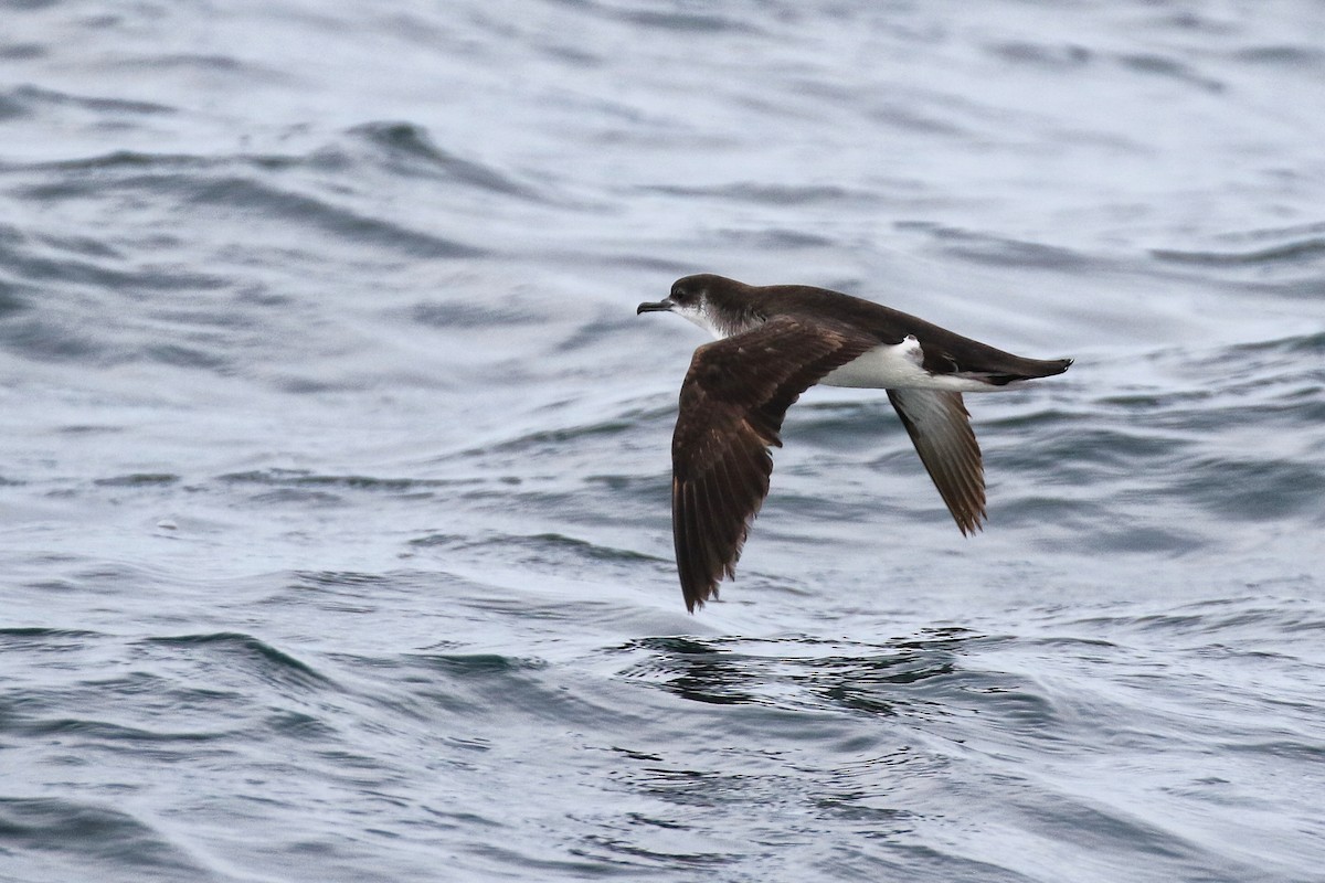 Manx Shearwater - Denis Tétreault