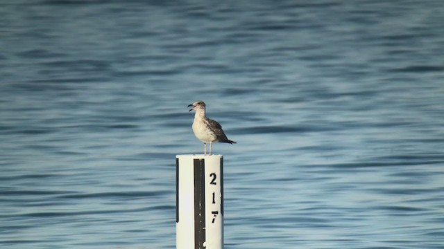 Yellow-footed Gull - ML370938591