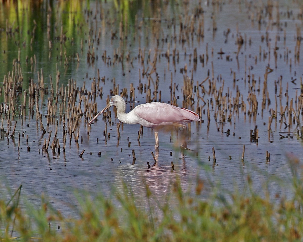 Roseate Spoonbill - David McQuade