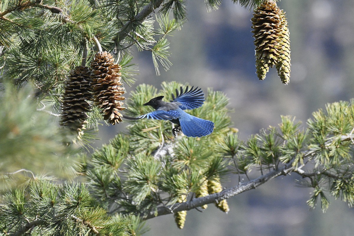 Steller's Jay - Ben  Sonnenberg