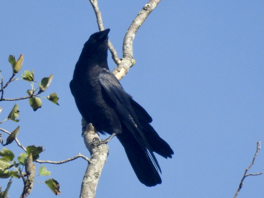 American Crow - ML370942011