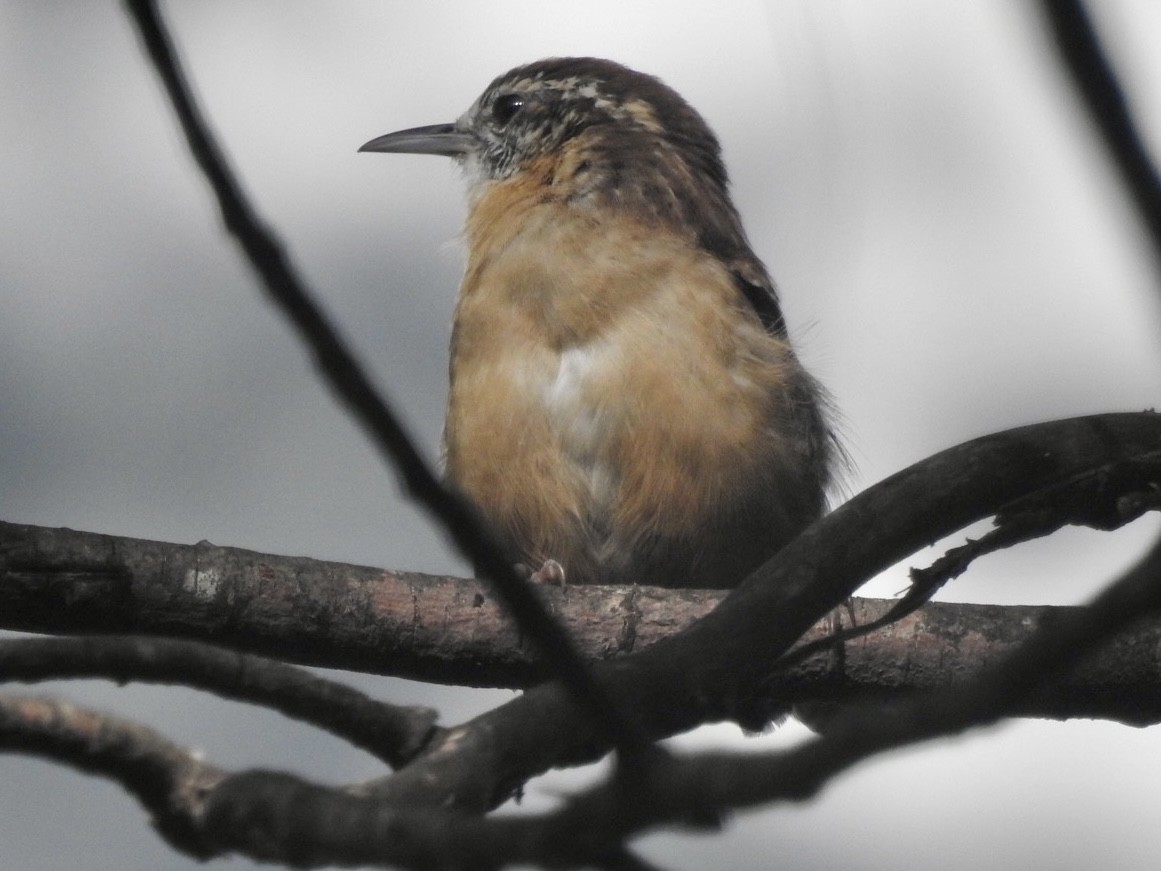 Carolina Wren - ML370942061