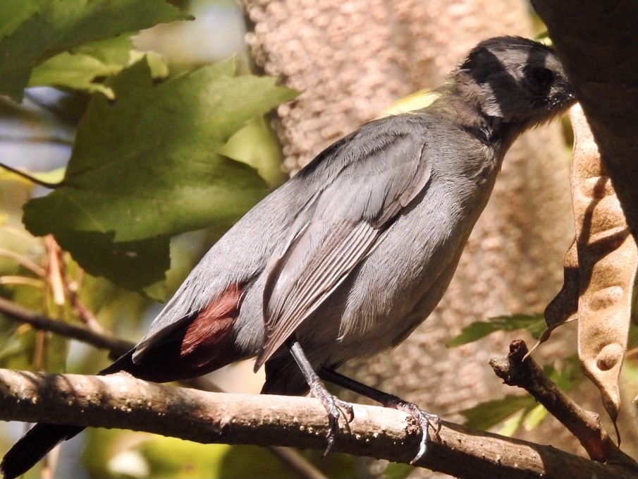 Pájaro Gato Gris - ML370942141