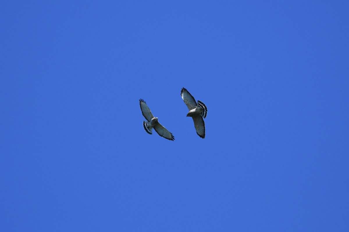 Broad-winged Hawk - Dan O'Brien