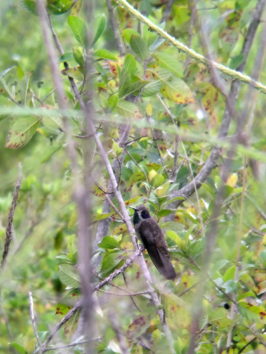 Brown Violetear - ML370944301