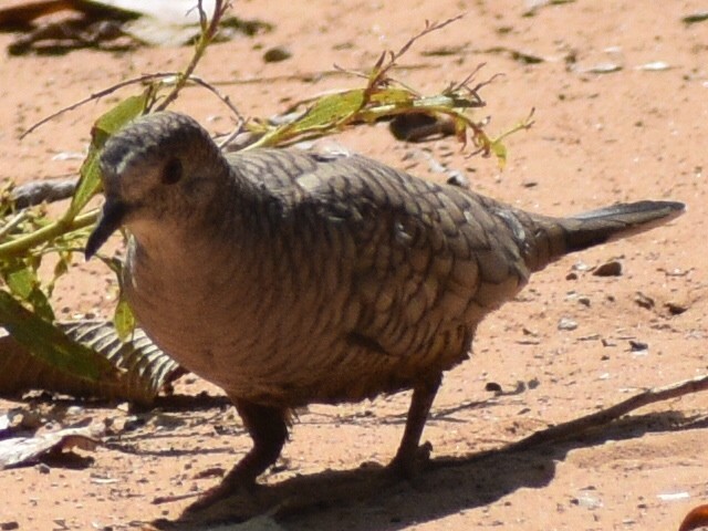 Inkatäubchen - ML370944561