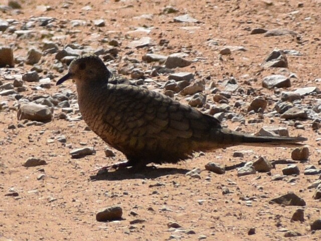 Inca Dove - ML370944571