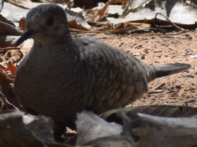 Inca Dove - ML370944591