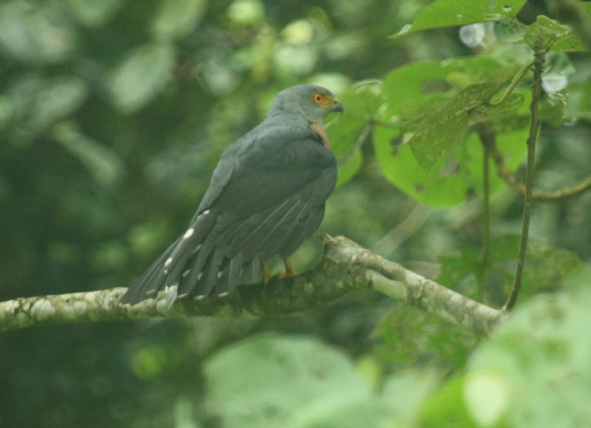 African Goshawk (Bioko) - Jacob C. Cooper