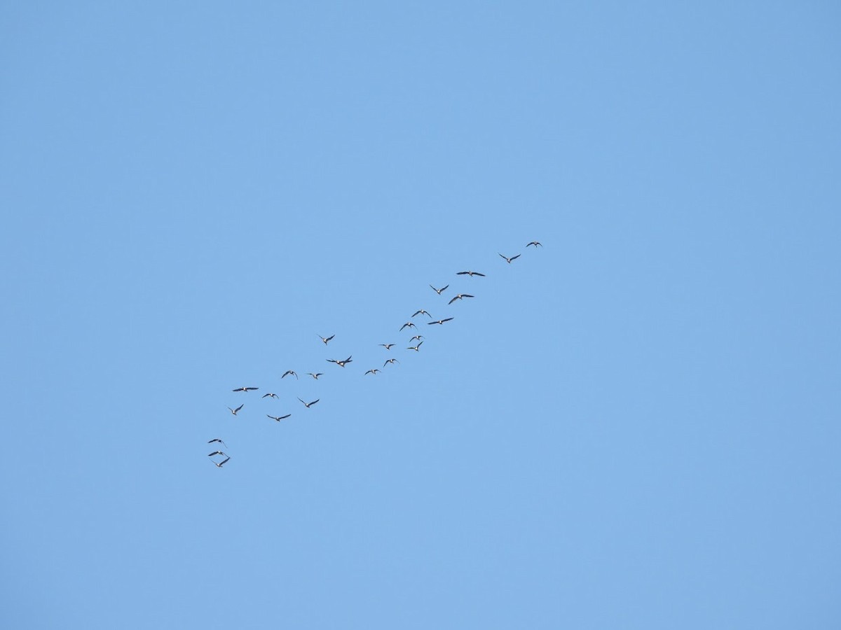 Greater White-fronted Goose - ML370946621