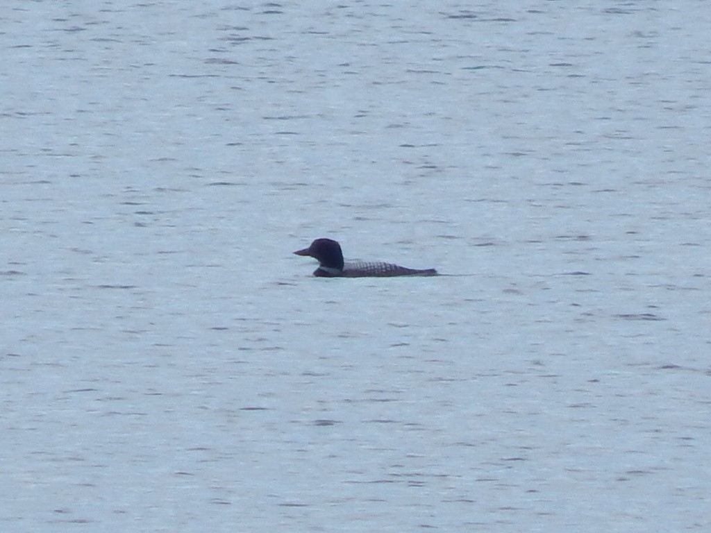 Common Loon - ML37094771