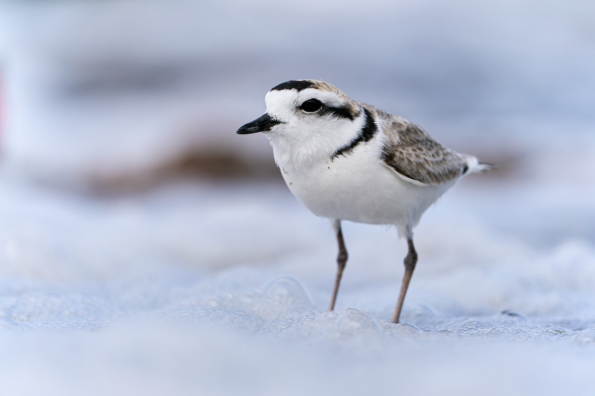 Snowy Plover - ML370947831