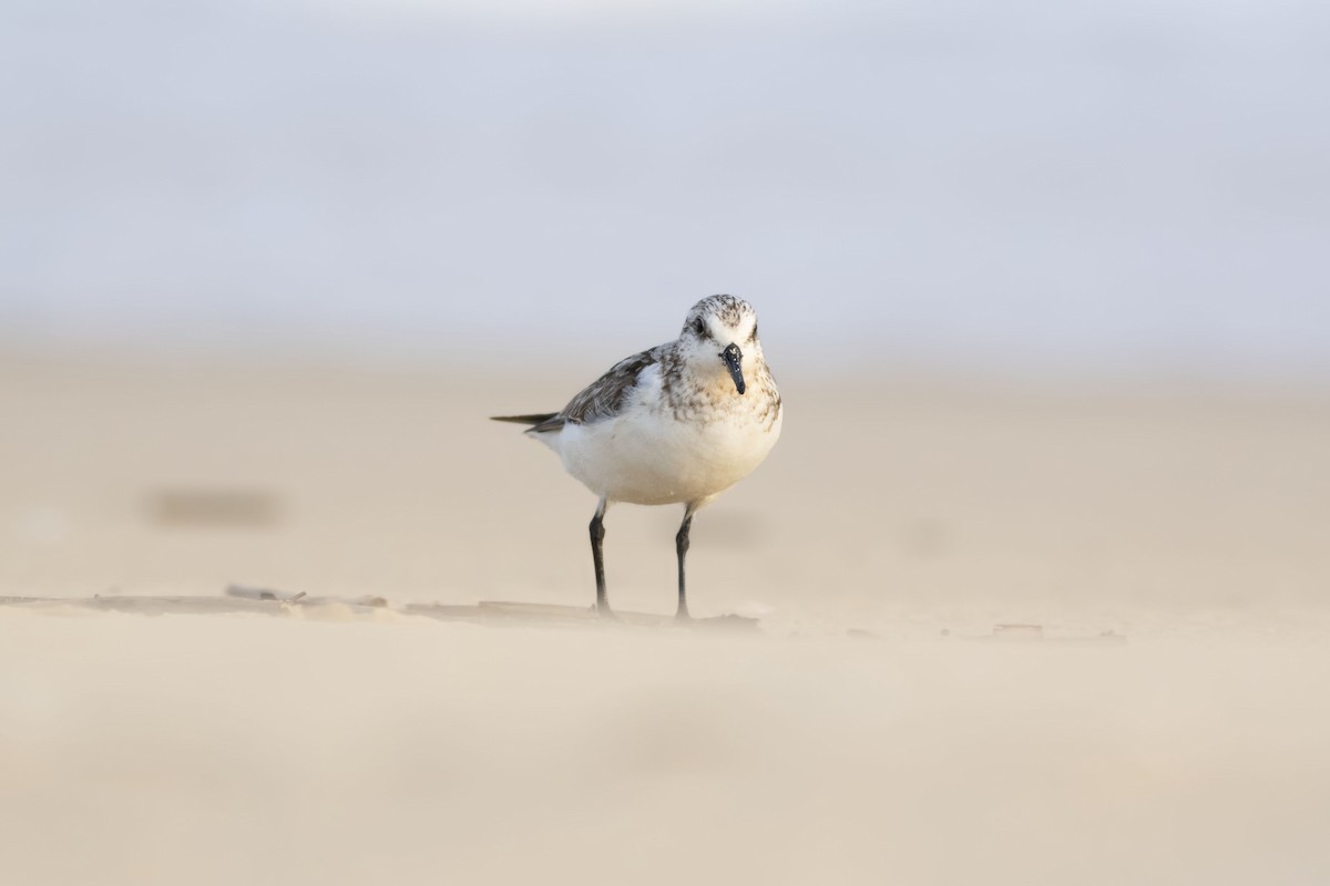 Bécasseau sanderling - ML370948721