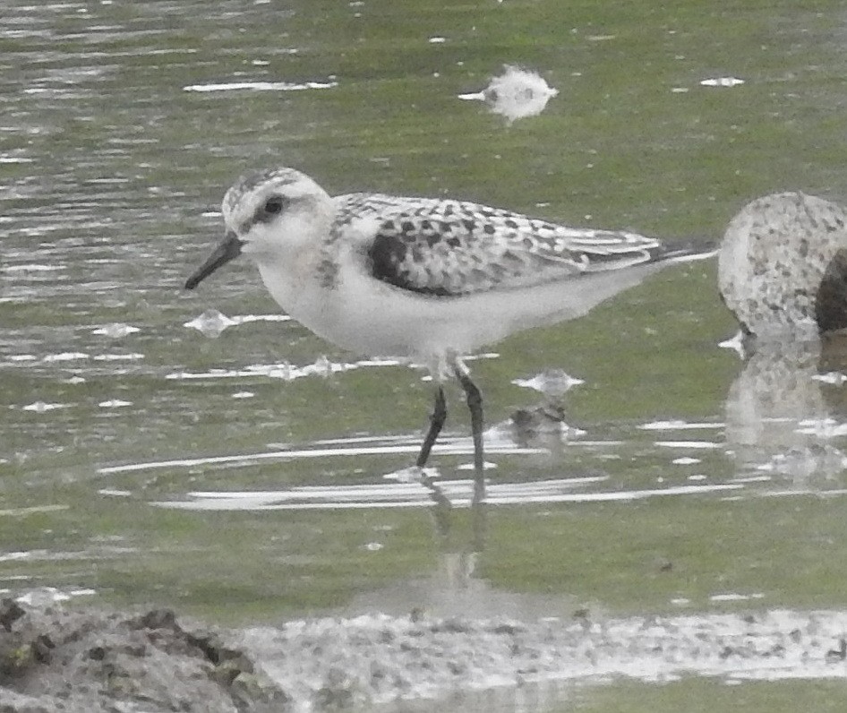 Sanderling - ML370950311