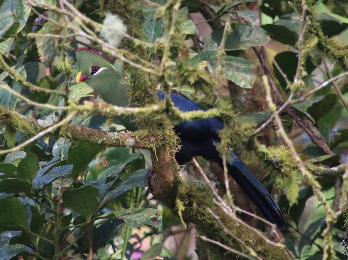 Turaco Piquigualdo (verreauxii) - ML37095041