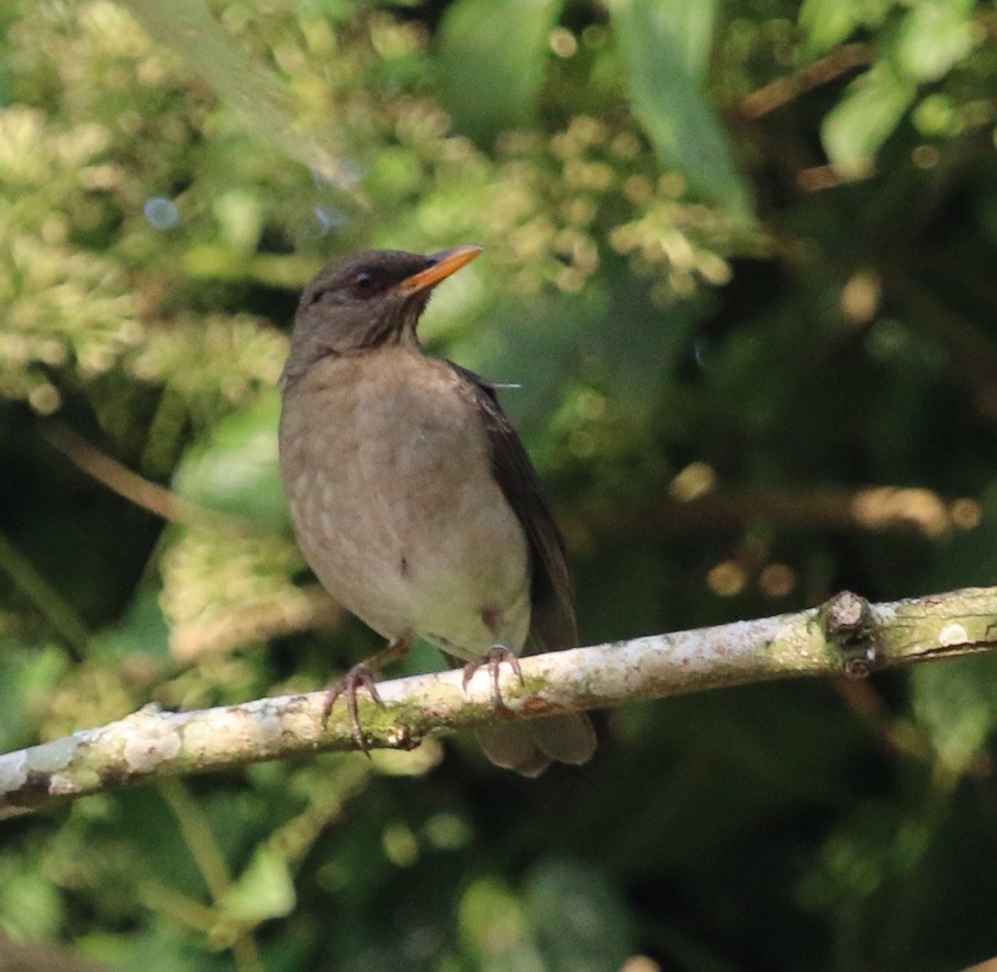 African Thrush (Black-lored) - Jacob C. Cooper