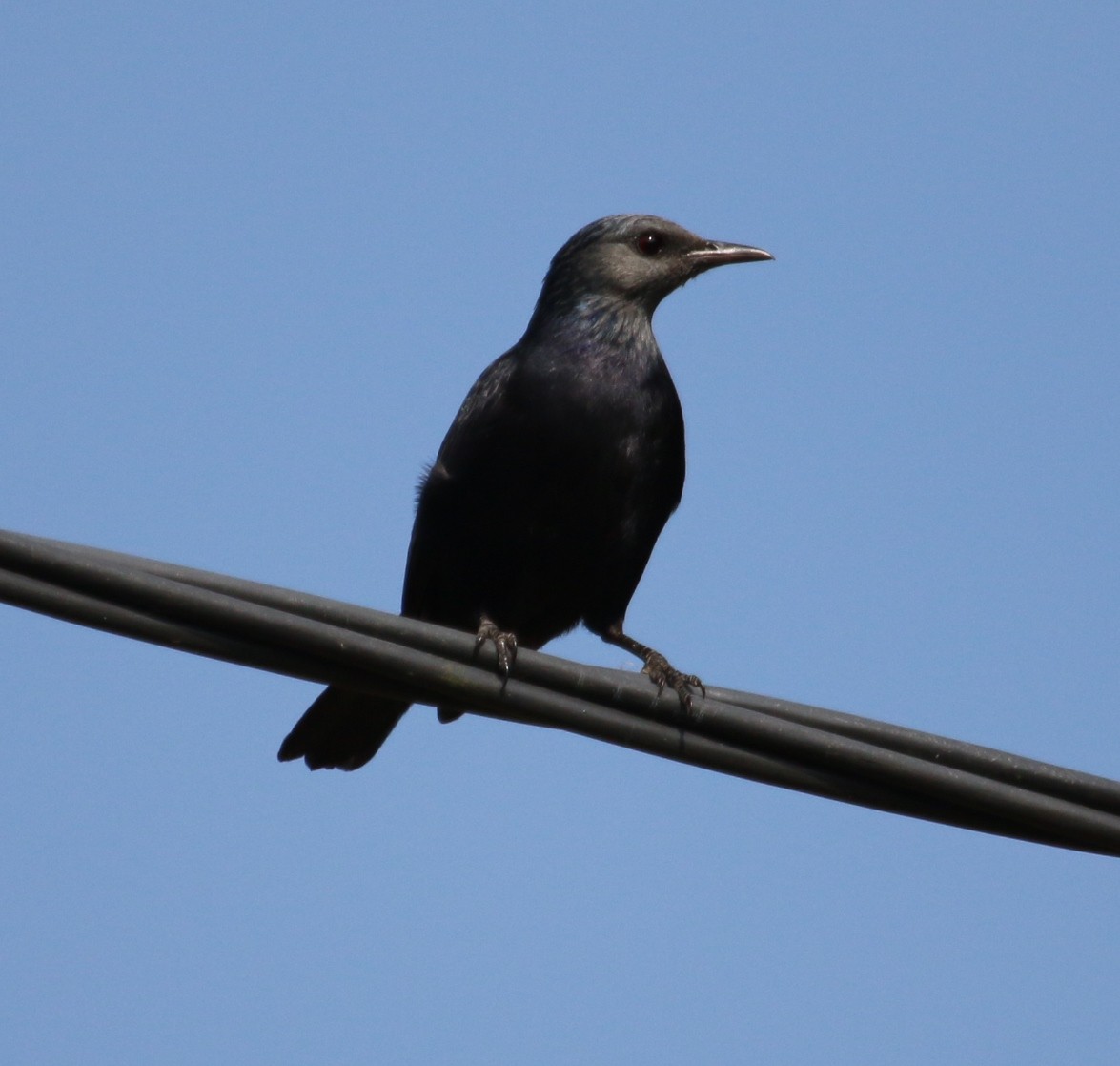 Waller's Starling (Preuss's) - ML37095141