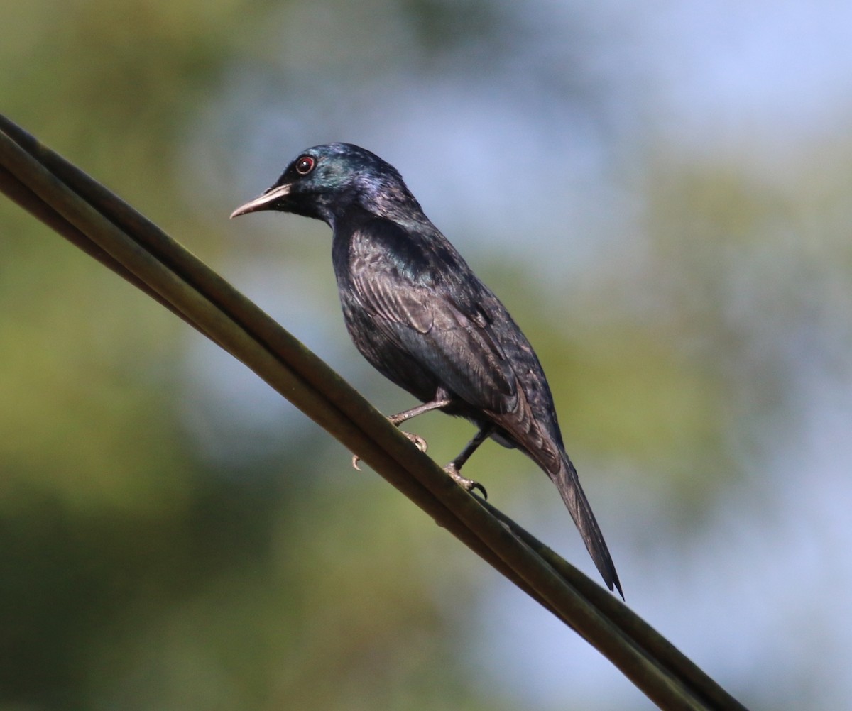 Waller's Starling (Preuss's) - ML37095151