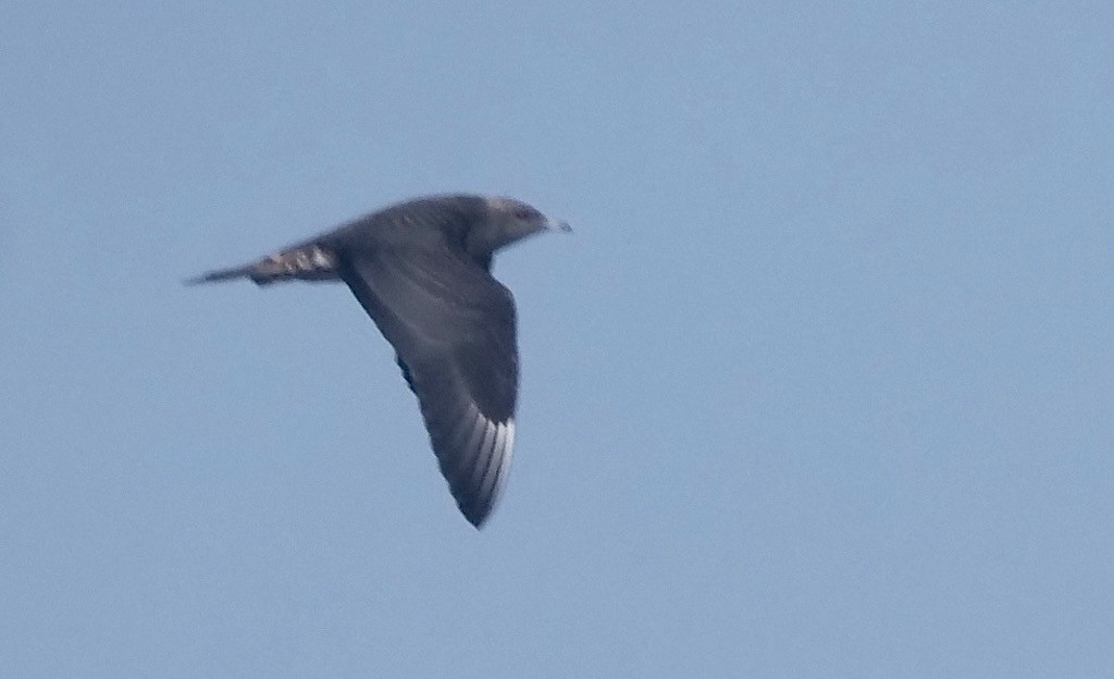 Parasitic Jaeger - ML370951631